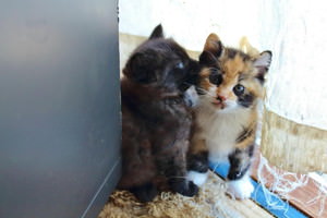 f:id:emija:20140916163819j:plain