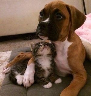 f:id:emija:20140918183844j:plain