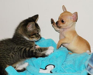 f:id:emija:20140918184045j:plain