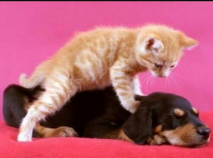 f:id:emija:20140918184049j:plain