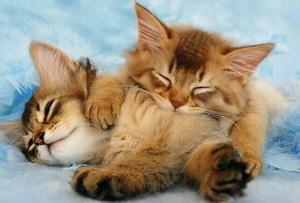 f:id:emija:20140924160545j:plain