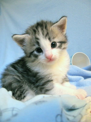 f:id:emija:20141004153041j:plain