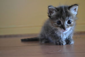 f:id:emija:20141004153055j:plain