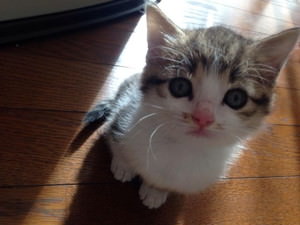 f:id:emija:20141004153103j:plain