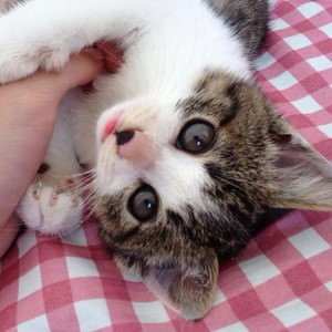 f:id:emija:20141004153150j:plain