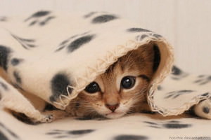 f:id:emija:20141004153206j:plain