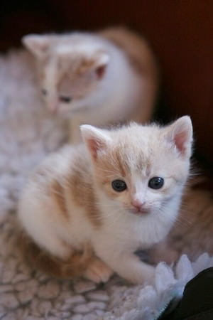 f:id:emija:20141006190252j:plain