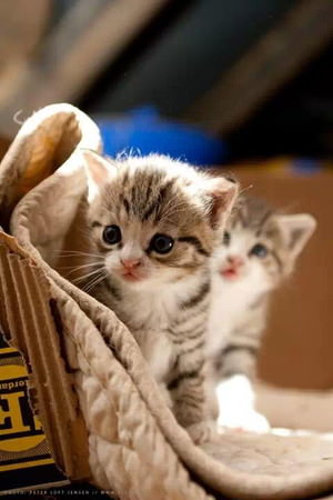 f:id:emija:20141006190259j:plain