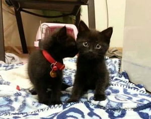 f:id:emija:20141006190317j:plain