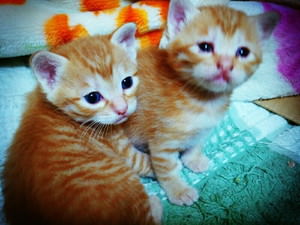 f:id:emija:20141006190457j:plain