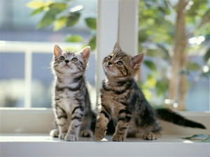 f:id:emija:20141006190503j:plain