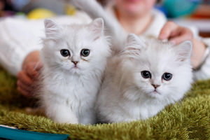 f:id:emija:20141006190508j:plain