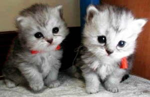 f:id:emija:20141006190513j:plain