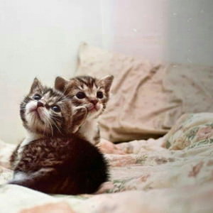 f:id:emija:20141006190524j:plain