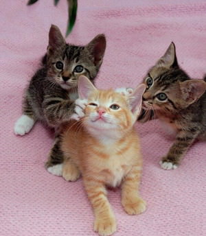 f:id:emija:20141006190540j:plain