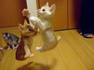 f:id:emija:20141006190551j:plain