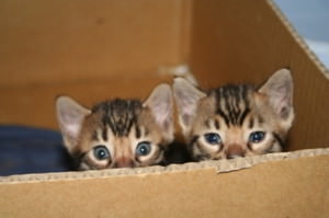 f:id:emija:20141006190558j:plain