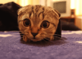 f:id:emija:20141207200159g:plain