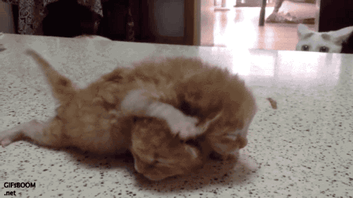 f:id:emija:20150302203006g:plain