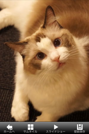 f:id:emija:20150317200440j:plain