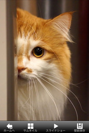 f:id:emija:20150317200459j:plain