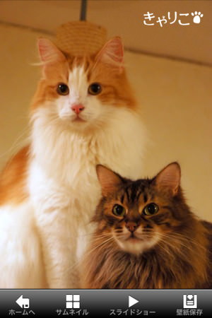 f:id:emija:20150317200703j:plain