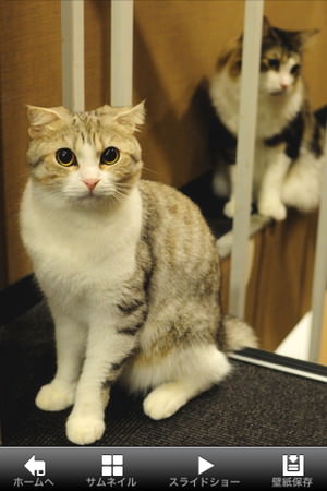 f:id:emija:20150317200725j:plain