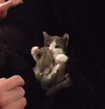 お手 猫 はい お手 するわけねぇだろう 犬じゃねぇ ｇｉｆ画像 もふぬこ動画 画像