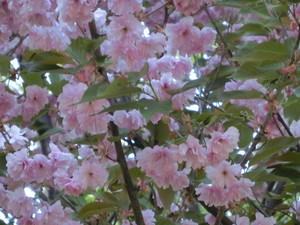 f:id:emija:20150517153432j:plain