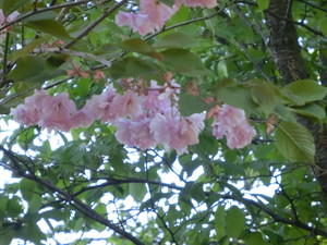 f:id:emija:20150517153438j:plain