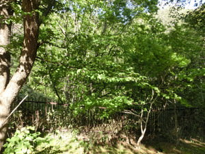 f:id:emija:20150517153452j:plain