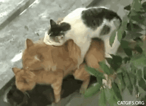 f:id:emija:20150517210042g:plain