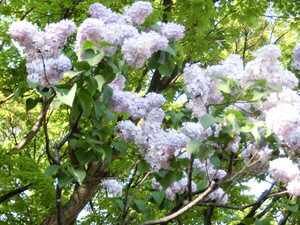 f:id:emija:20150518155103j:plain f:id:emija:20150518155103j:plain