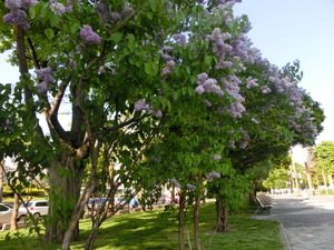 f:id:emija:20150518155411j:plain f:id:emija:20150518155411j:plain