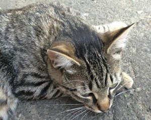 f:id:emija:20150602192431j:plain