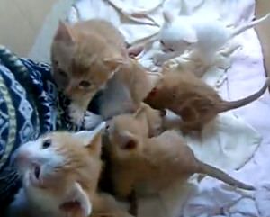 可愛すぎる猫動画 子猫が たくさん 登ってくるぅぅぅ もふぬこ動画 画像