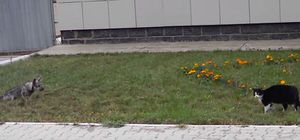 f:id:emija:20151102220136j:plain