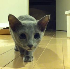 f:id:emija:20160117203759j:plain f:id:emija:20160117203759j:plain