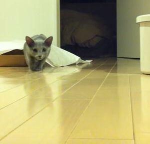 f:id:emija:20160117203901j:plain f:id:emija:20160117203901j:plain