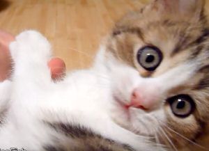 f:id:emija:20160216203722j:plain