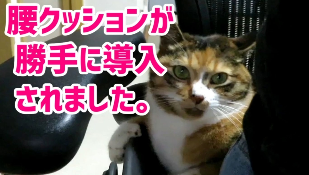 もふぬこ動画 画像