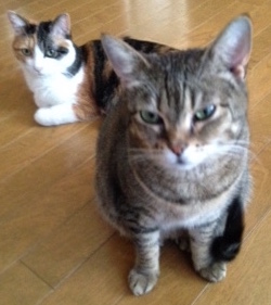 f:id:emike:20160710033935j:plain