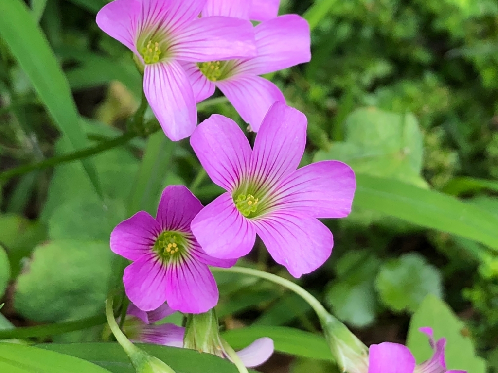 f:id:emike:20180407134059j:plain f:id:emike:20180407134059j:plain