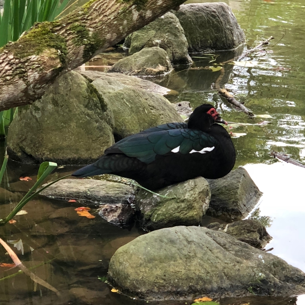 f:id:emike:20180408180433j:plain f:id:emike:20180408180433j:plain