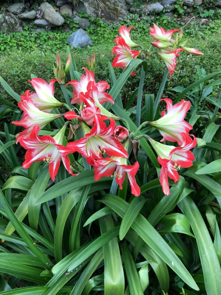 f:id:emike:20180408190502j:plain f:id:emike:20180408190502j:plain