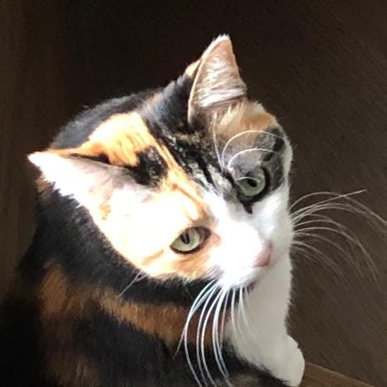 f:id:emike:20190425213518j:plain f:id:emike:20190425213518j:plain