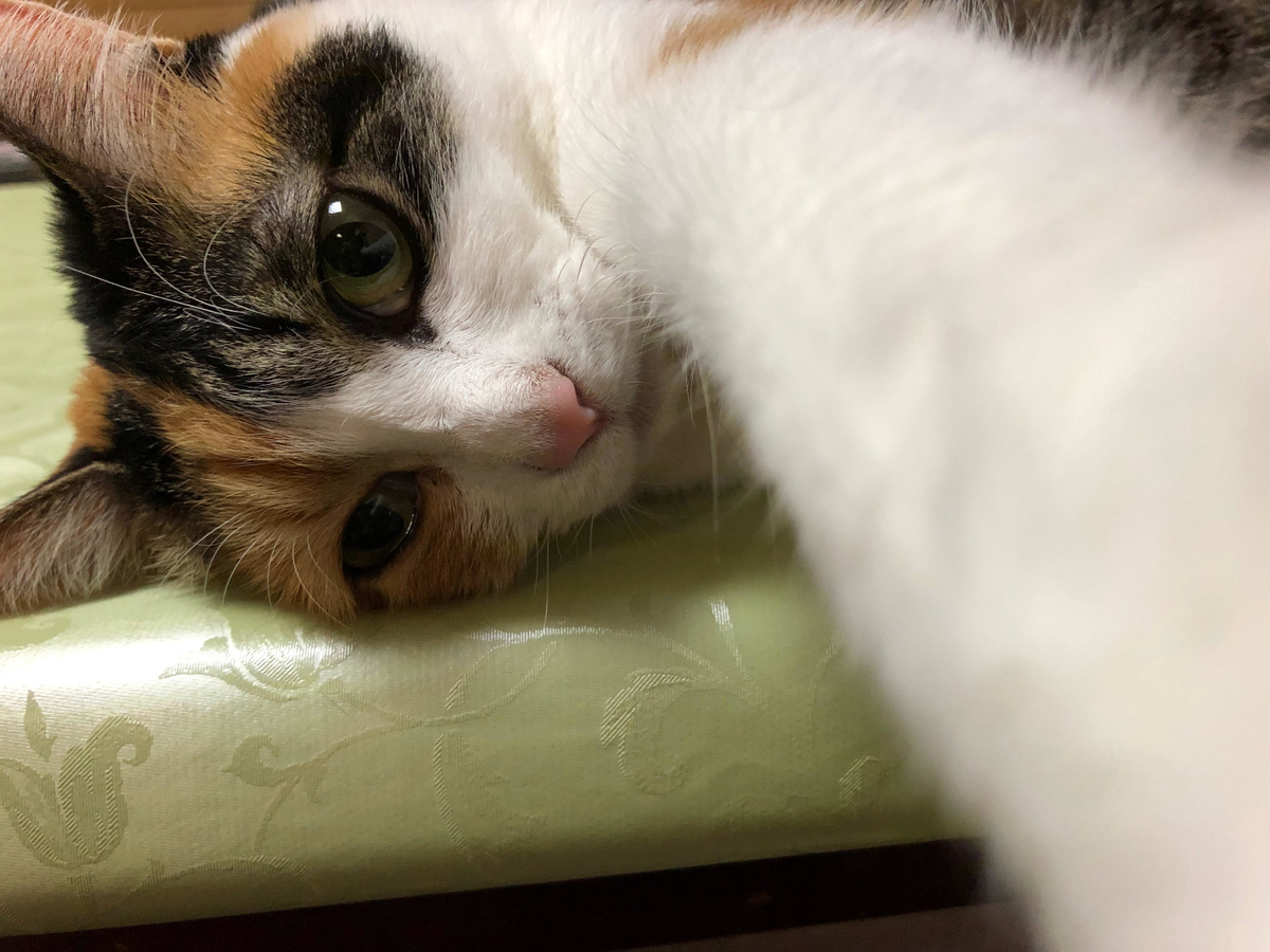 f:id:emike:20190430225104j:plain f:id:emike:20190430225104j:plain