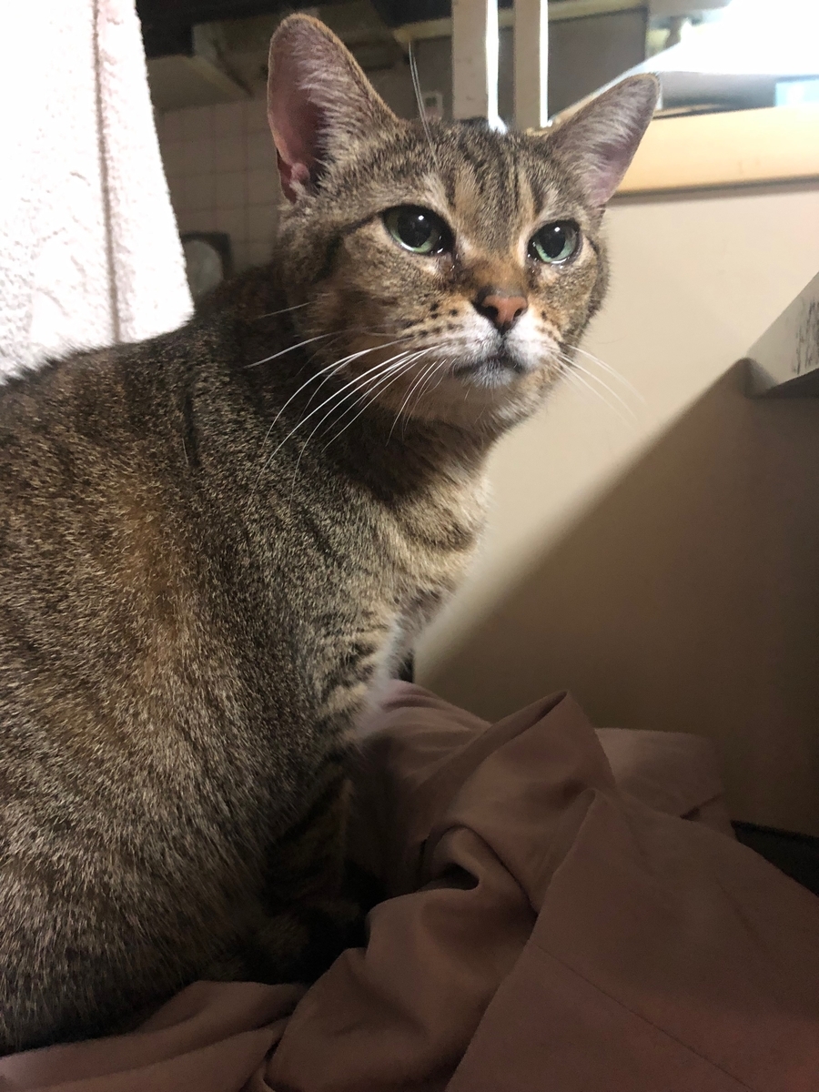 f:id:emike:20190501225724j:plain f:id:emike:20190501225724j:plain