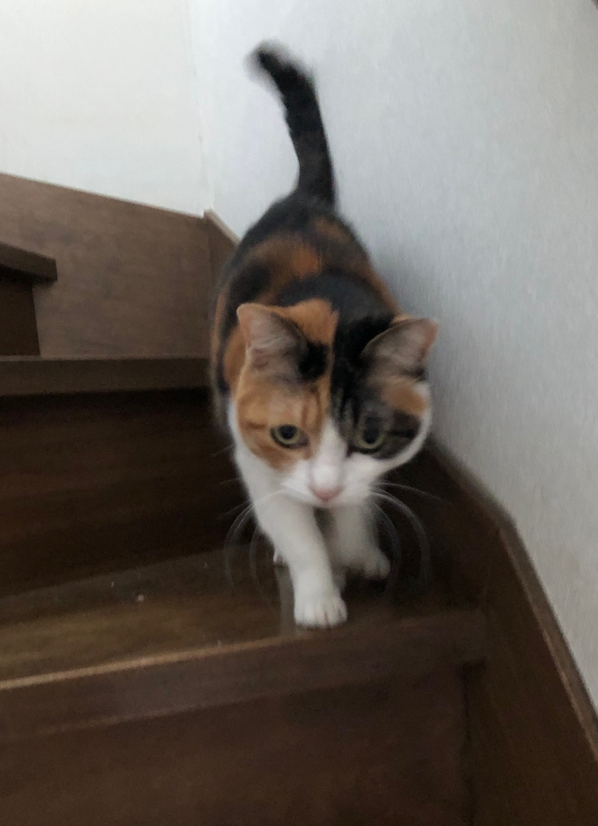 f:id:emike:20190515064730j:plain f:id:emike:20190515064730j:plain