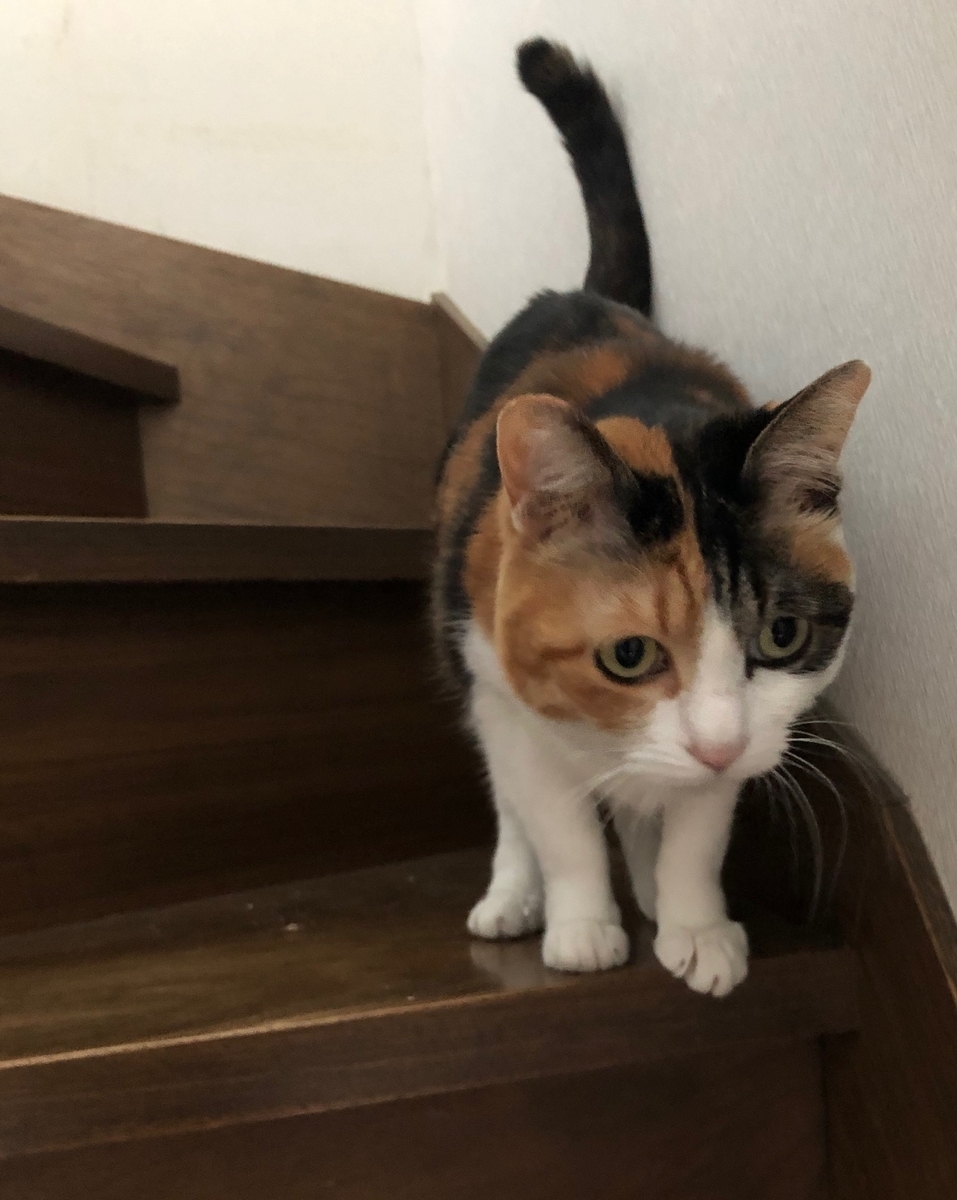 f:id:emike:20190515064735j:plain f:id:emike:20190515064735j:plain